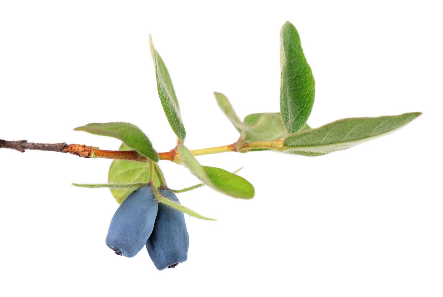 THE POTENTIALLY GAME-CHANGING BENEFITS OF HASKAP BERRIES