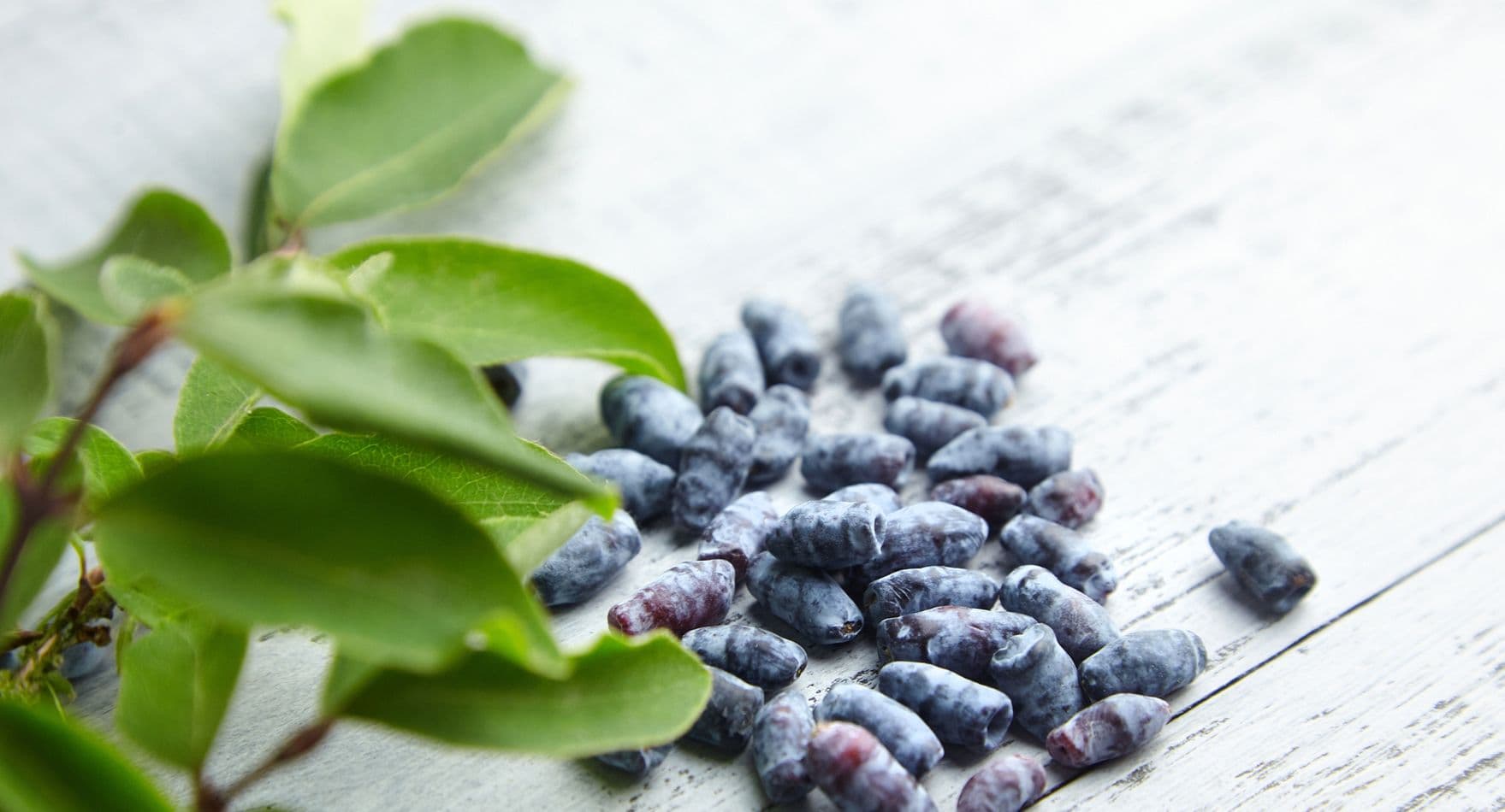 Phyto Extract Lab - Investment Opportunity