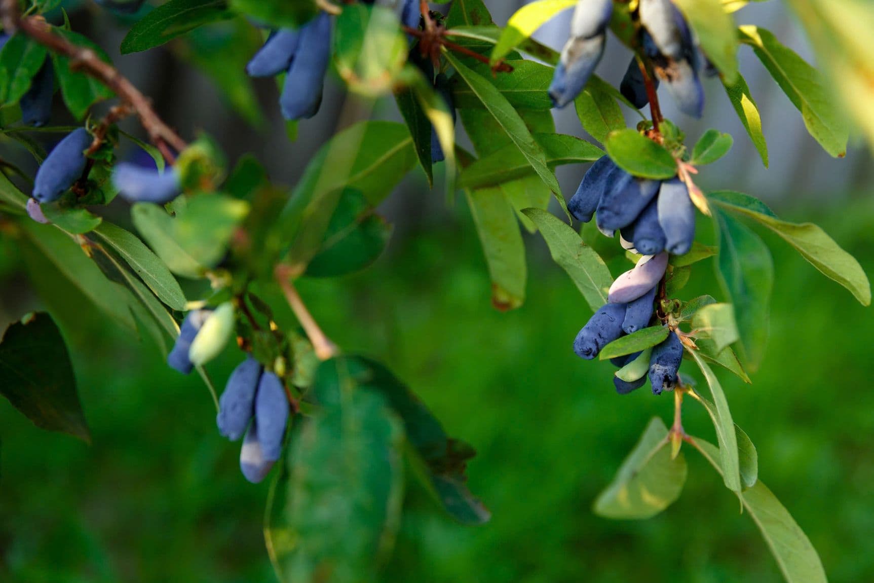 HASKAP BERRIES: THE COLD-HARDY SUPERFOOD