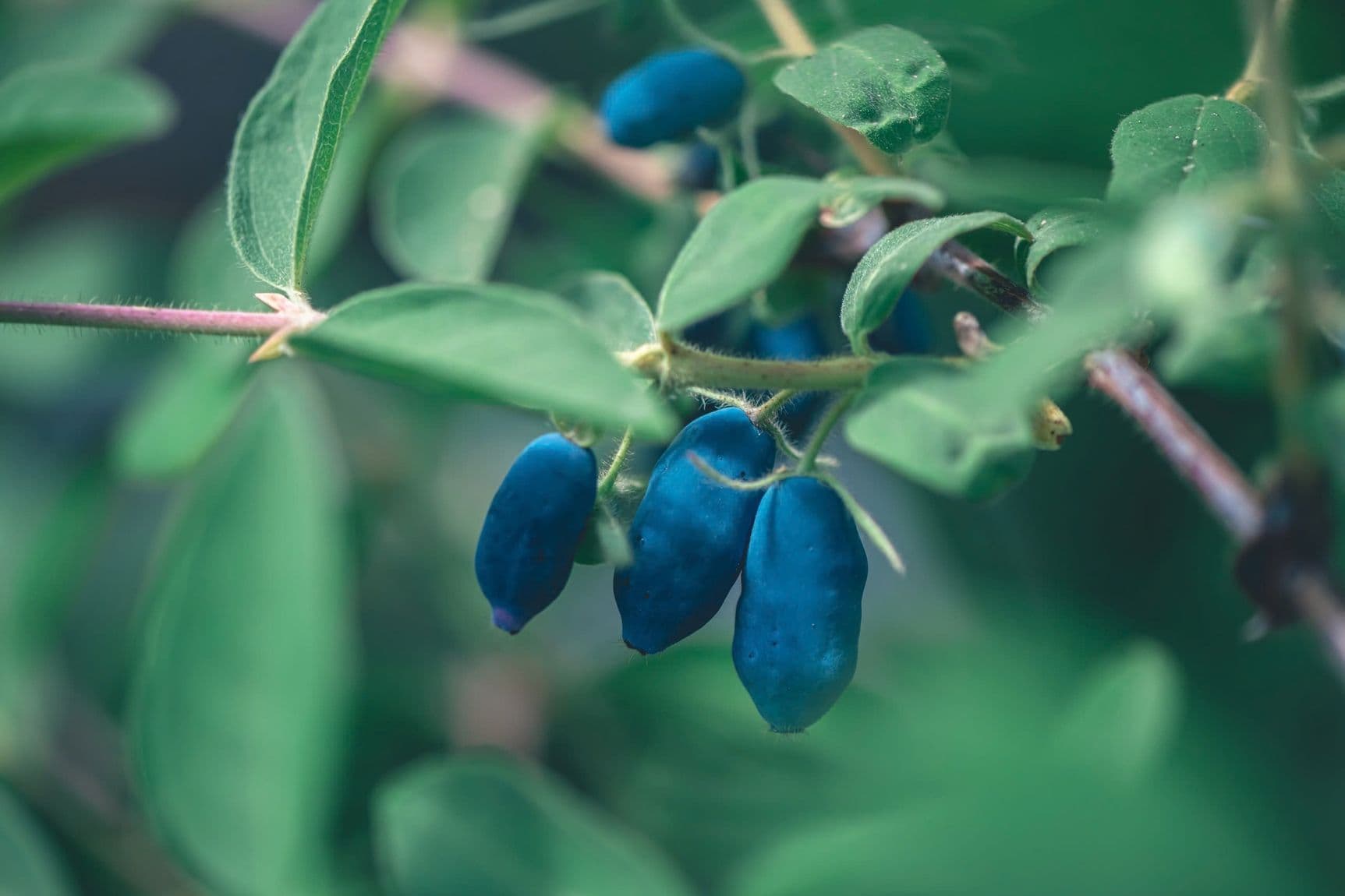 FARM GROWING THE HASKAP, THE PERFECT BERRY FOR NORTHERN CLIMATE