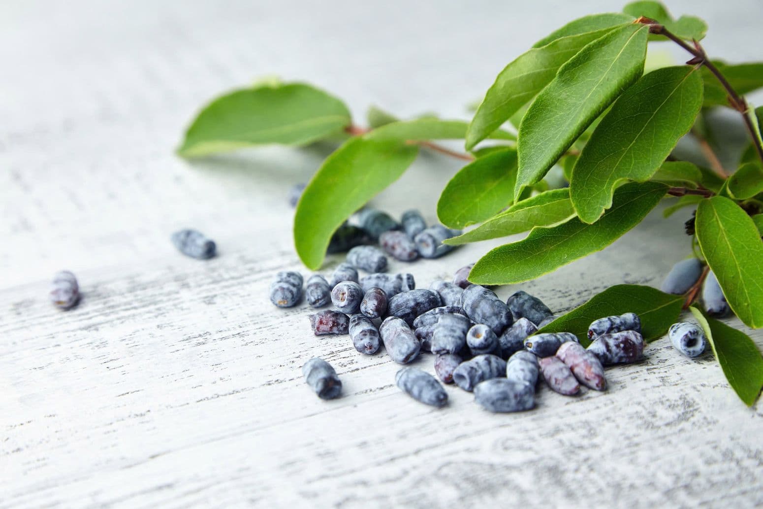 Haskap Berry