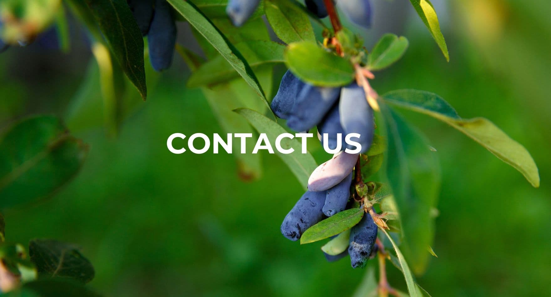 Contact Phyto Extract Lab